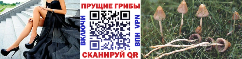 Псилоцибиновые грибы мухоморы  купить   Белая Холуница 